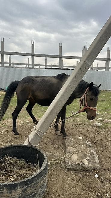 живой корм: Продаю | Кобыла (самка) | Рабочий — 9