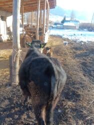 собаку в добрые руки: Продаю | Бык (самец) | На откорм — 11