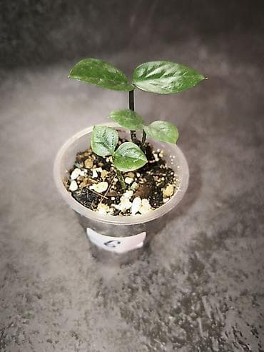 Комнатные розы: Детки замиокулькасов Замифолия и Зензи. В каждом стаканчике по 2 — 7