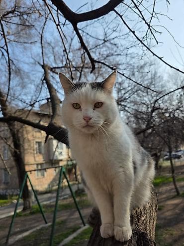 Мышыктар: Мышык бекер берилет: Породасыз, Эркек, Эмделген — 2