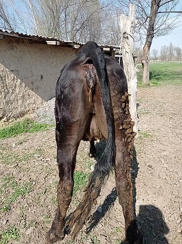 кекилик бишкек: Сатам | Уй (ургаачы), Кунаажын | Голштин, Алатоолук, Швиц | Бордоп семиртүү үчүн, Союуга, Көбөйтүү үчүн | Бооз — 9