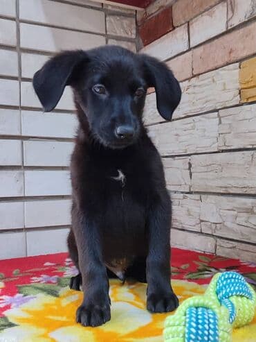 кокер спаниель бишкек: Мальчик ищет дом. Привезём сами. Дважды привит — 8