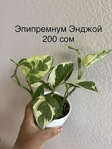 фикус чёрный принц: Комнатные растения в горшках: - Эпипремнум Marble Queen — пестрые — 8