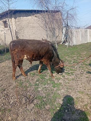 жаны уйлор: Сатам | Бука (эркек) | Бордоп семиртүү үчүн | Байланган — 7