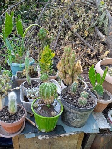 мантышницы бишкек: Продам кактусы — 6