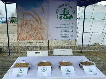 семена редьки маргеланская: Семена кормовых растений: Эспарцет, Самовывоз — 7