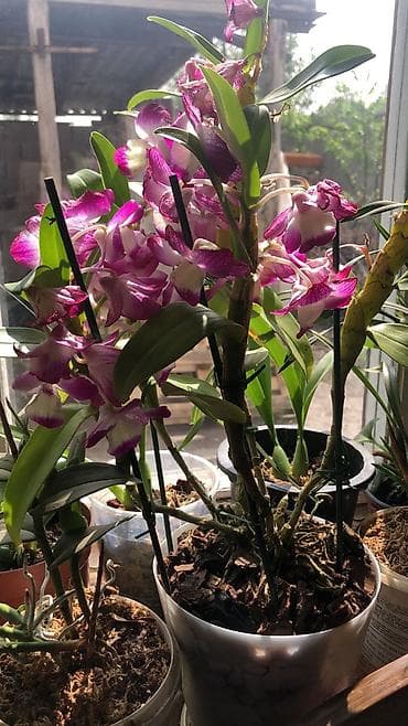 Цена разный от150 до1000сом цветы тоже разные есть