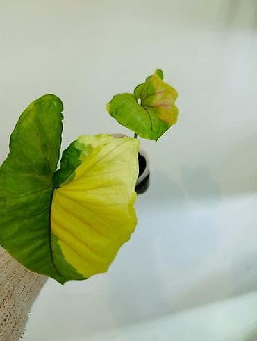 монстера цветы: Продаю цветы, все цены разные, Кара-Балта продаю сингониумов и — 6