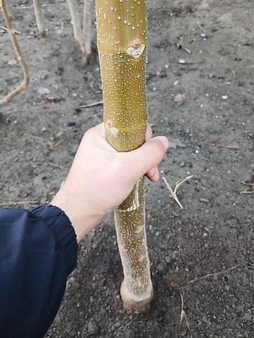 военные одежда: Павловния кочоттору Сатылат калемче кочоттор 4жылдан бери сатамын — 3