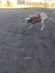 удобрения карбамид: Песок, В тоннах, Зил — 3