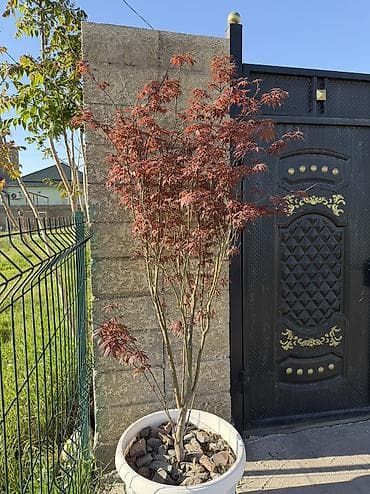 сла: Саженцы — 3