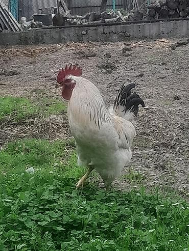 Продаю | Петух | Для разведения