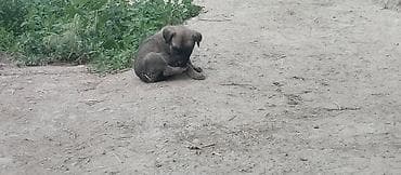 цена собаки: Кане-корсо, 1 месяц, Самец, С прививкой — 1