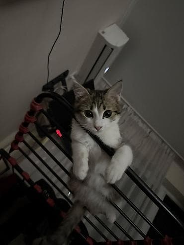 кошка на вязку: 5 месяцев, Мальчик, Биколор — 1