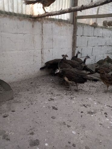 Кошки: Продаю подростков индийских павлинят — 4