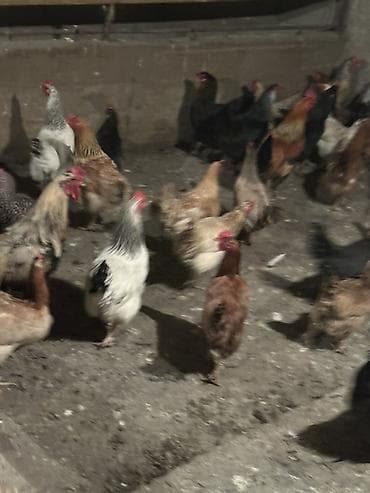 клетка для перепел: Продаю | Куры, Петух, Цыплята | Домашняя, Кучинская | На забой, Для разведения, Несушки — 3