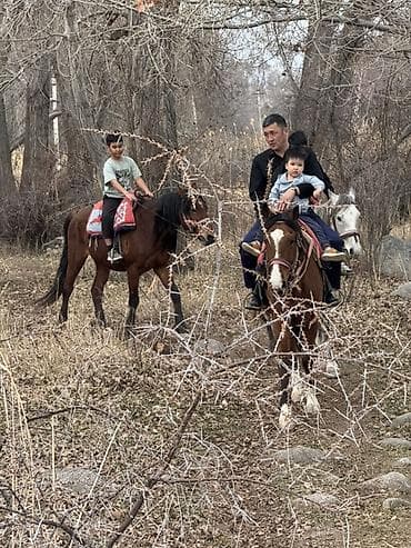 туры алматы: Конные прогулки и прогулочные туры - Прогулки верхом по живописным — 8