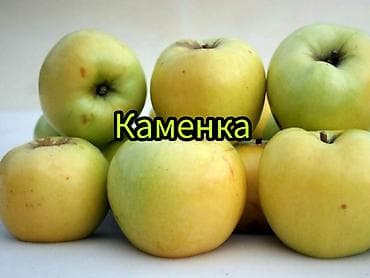 кызыл алма: Саженцы плодовых культур (разные сорта) оптом и в розницу. Успейте — 9