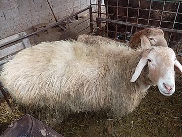 стришка овец: Продаю | Баран (самец) | Для разведения | Матка — 5