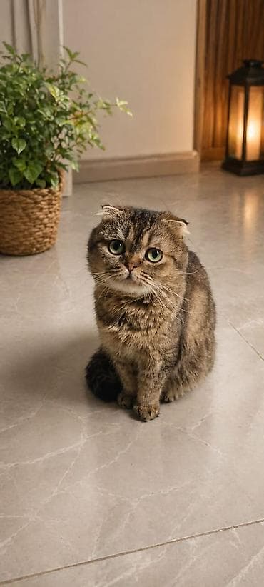 вислоухие котята фото: Шотландские вислоухие котята, классического рыже-белого окраса.1 — 8