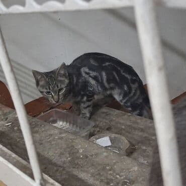 сколько стоит кошка породы мейн кун: Кошка даром: Беспородная, 3 месяца, Девочка — 7