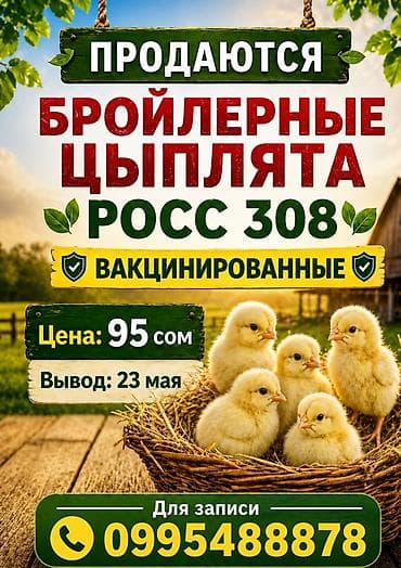 бролерные индюки: Продаю | Цыплята | РОСС 308 — 1