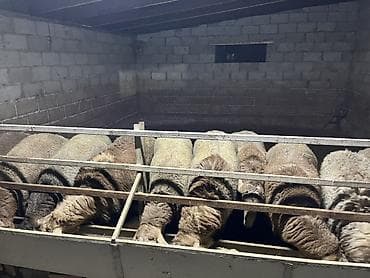 Продаю | Баран (самец) | На забой