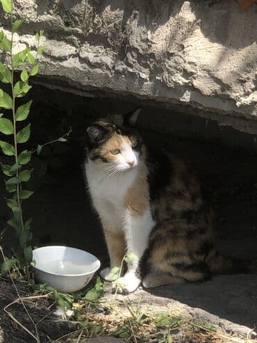 Срочно! ищем дом для трёхцветной кошке (стерилизованная ) Живет на