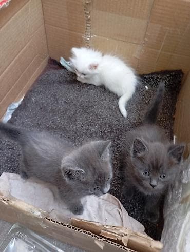 котята в караколе: 1 месяц, Девочка, Белый — 1