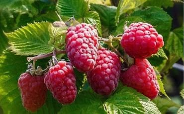 чернозем ош: Малина Оптом — 1