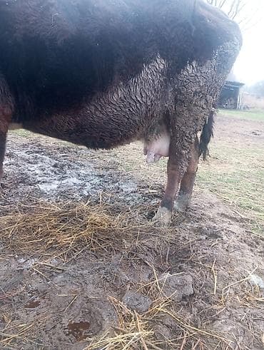 тёлки швиц: Продаю | Корова (самка) | Для молока | Привязанные — 2