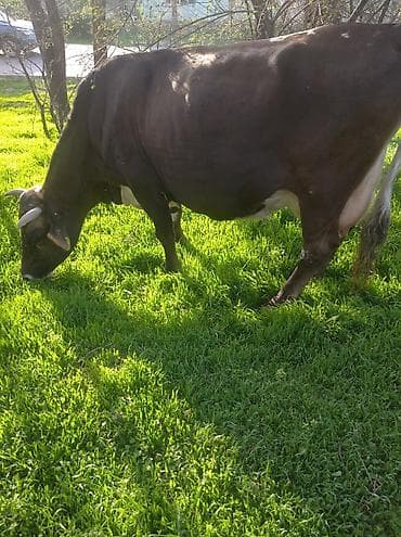 просто ат: Продаю | Корова (самка) | Швицкая | Для молока | Стельные — 2
