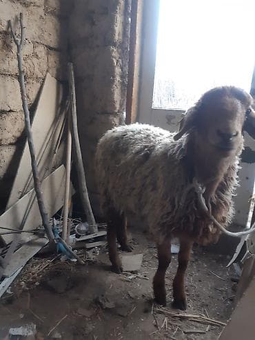 продаю корову с теленком: Продаю | Овца (самка) | Для разведения | Ярка — 1