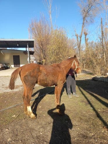 Грызуны: Продаю | Конь (самец) | Для разведения | Мерин — 7