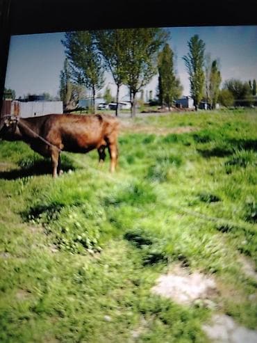 купить собаку кане корсо: Продаю | Корова (самка) | Для разведения | Привязанные — 9