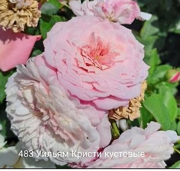 продам яблоко: Кустовые розы — сорта: - Э Шропшир Эд (№534): густомахровые — 5