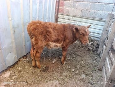 домик для кошки на улицу: Продаю | Бык (самец) | На откорм — 4