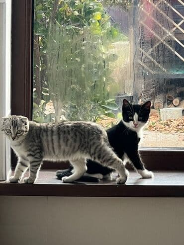 Котята - На фото — два котёнка: один серо‑белый тигровый (серебристый
