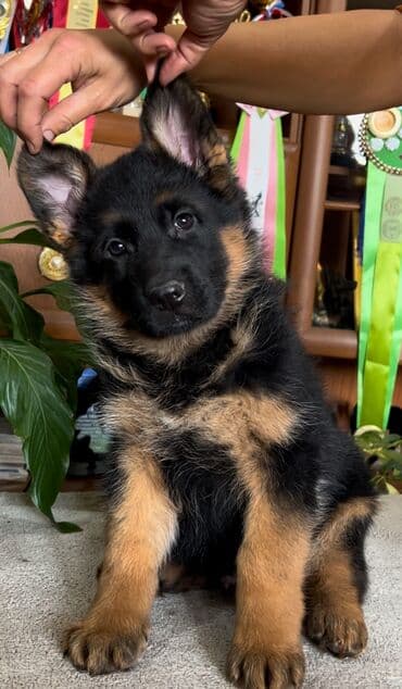 купить йоркширского терьера: Питомник «Темир Хаус» — щенки немецкой овчарки от импортных — 5