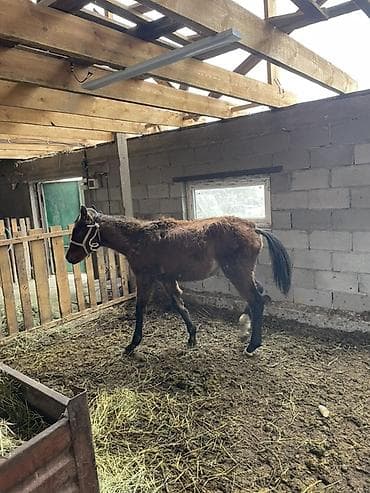 немецкий боксер: Продаю | Жеребенок | Для разведения — 2