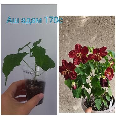 моно калисо: Комнатные цветы в стаканчиках: 1) Глоксиния (Sinningia speciosa) с — 3