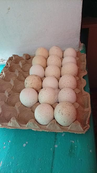 купить рыбную муку: Домашние яйца в лотке Индуктун жумурткасы срочна сатылат баасы 50 — 1