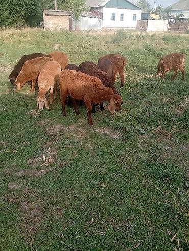 пл: Продаю | Ягненок | Гиссарская | Для разведения | Племенные, Ярка — 3