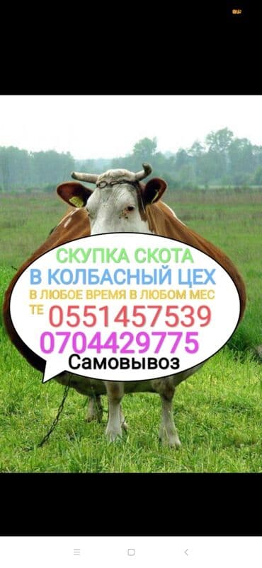 Куплю | Коровы, быки, Лошади, кони, Другие с/х животные | Круглосуточно, Любое состояние, Забитый at lalafo.kg Куплю | Коровы, быки, Лошади, кони, Другие с/х животные | Круглосуточно, Любое состояние, Забитый