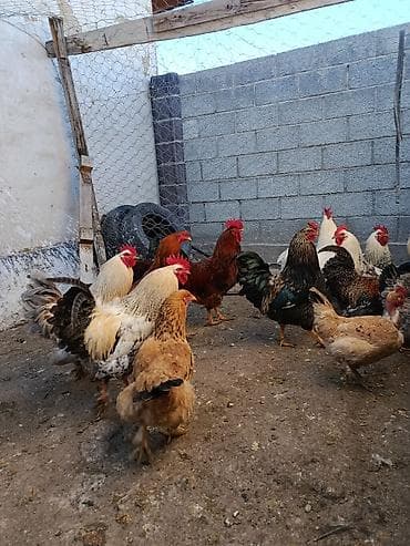 цыплята мастер грей: Продаю | Куры | Для разведения — 10