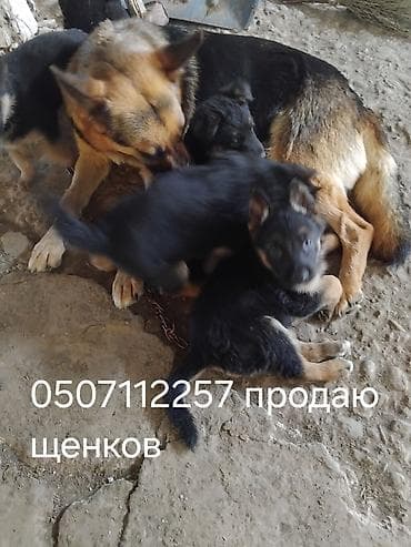серая девочка: Продаю щенков немецкая овчарка месяц и десять дней цена четыре тысячи — 1