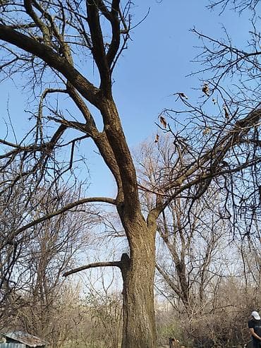 шелкопряд подушка: Древесина (ствол и крупные ветви) для распила/топки. Описание: - — 2