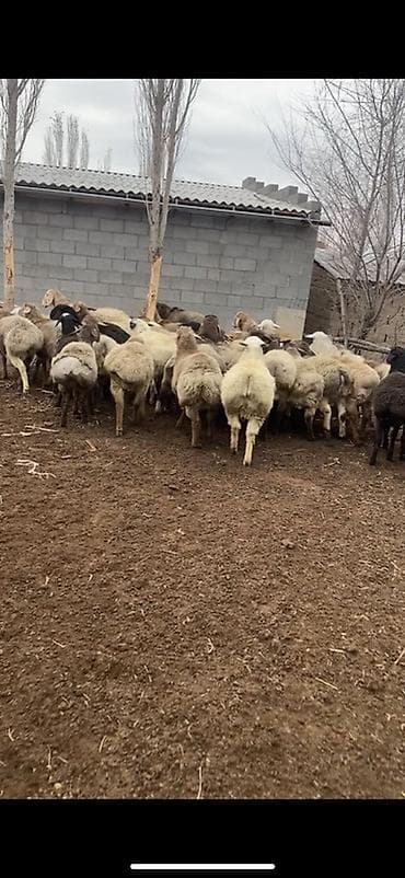 цена лабрадора: Продаю | Овца (самка) | Полукровка | Для разведения | Племенные — 2