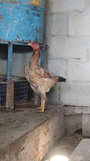 Үй жаныбарлары: Сатам | Тооктор | Тебиштирүүчү | Көбөйтүү үчүн — 3