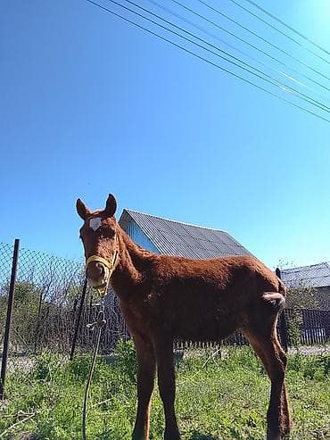 Продаю | Жеребец, Жеребенок | Для разведения at lalafo.kg Продаю | Жеребец, Жеребенок | Для разведения